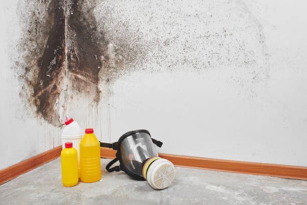 Best Office Mold Removal Services  in Brookridge, FL