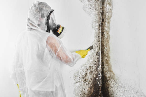 Best Fast Mold Removal  in Brookridge, FL