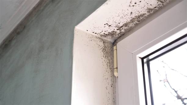 Best Mold Testing  in Brookridge, FL
