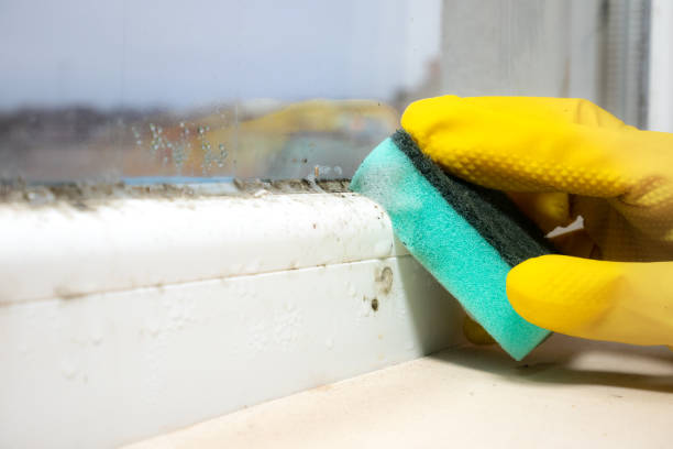 Best Mold Remediation  in Brookridge, FL