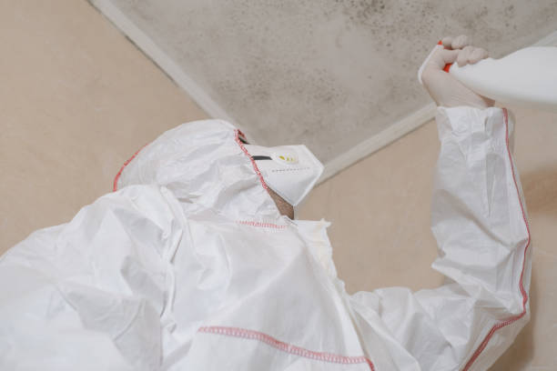 Best Attic Mold Removal  in Brookridge, FL