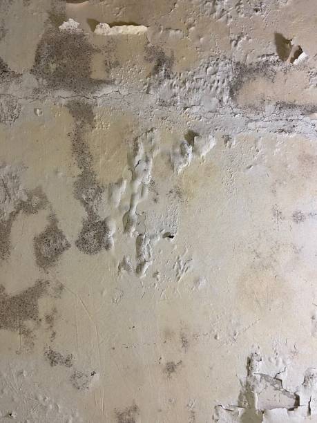 Best Mold Testing  in Brookridge, FL
