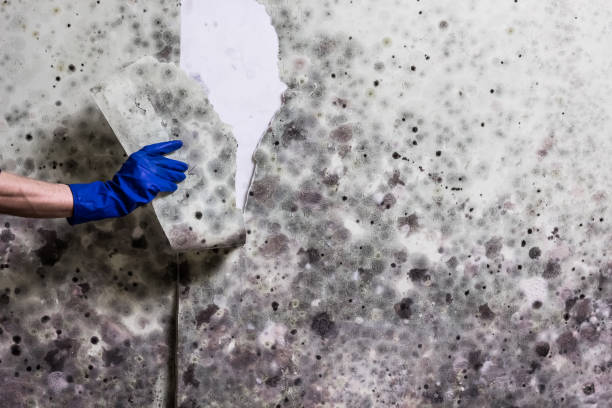 Best Home Mold Removal  in Brookridge, FL