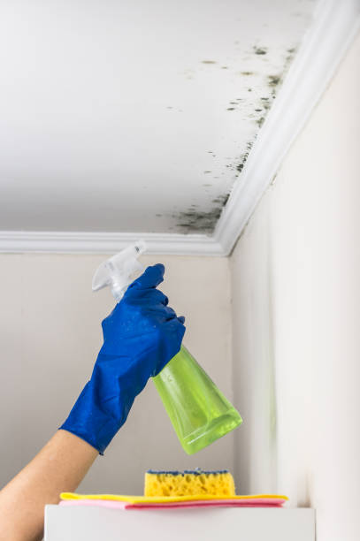 Attic Mold Removal in Brookridge, FL